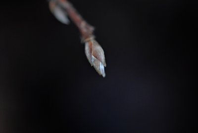 Stewartia monodelpha - stewartie jednobratrá - zimní pupen 1